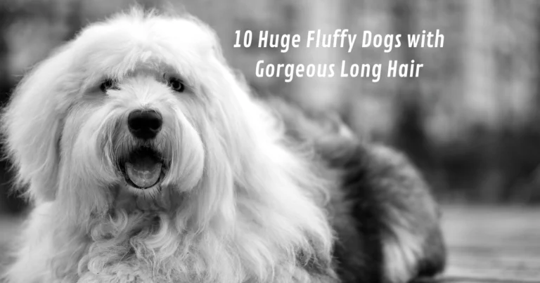 10 Huge Fluffy Dogs with Gorgeous Long Hair