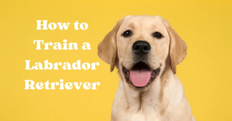 How to Train a Labrador Retriever