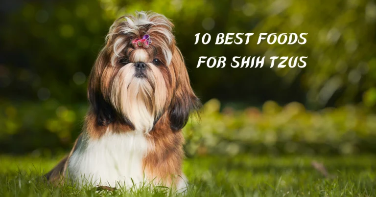 Best Foods for Shih Tzus