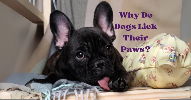 Why Do Dogs Lick Their Paws?